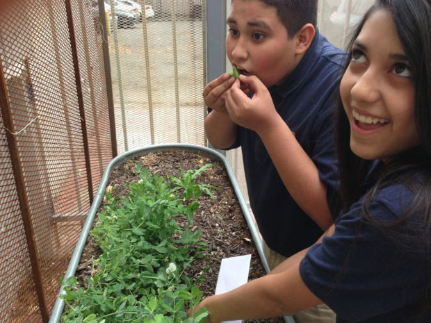 Gardening programs sprout at area schools